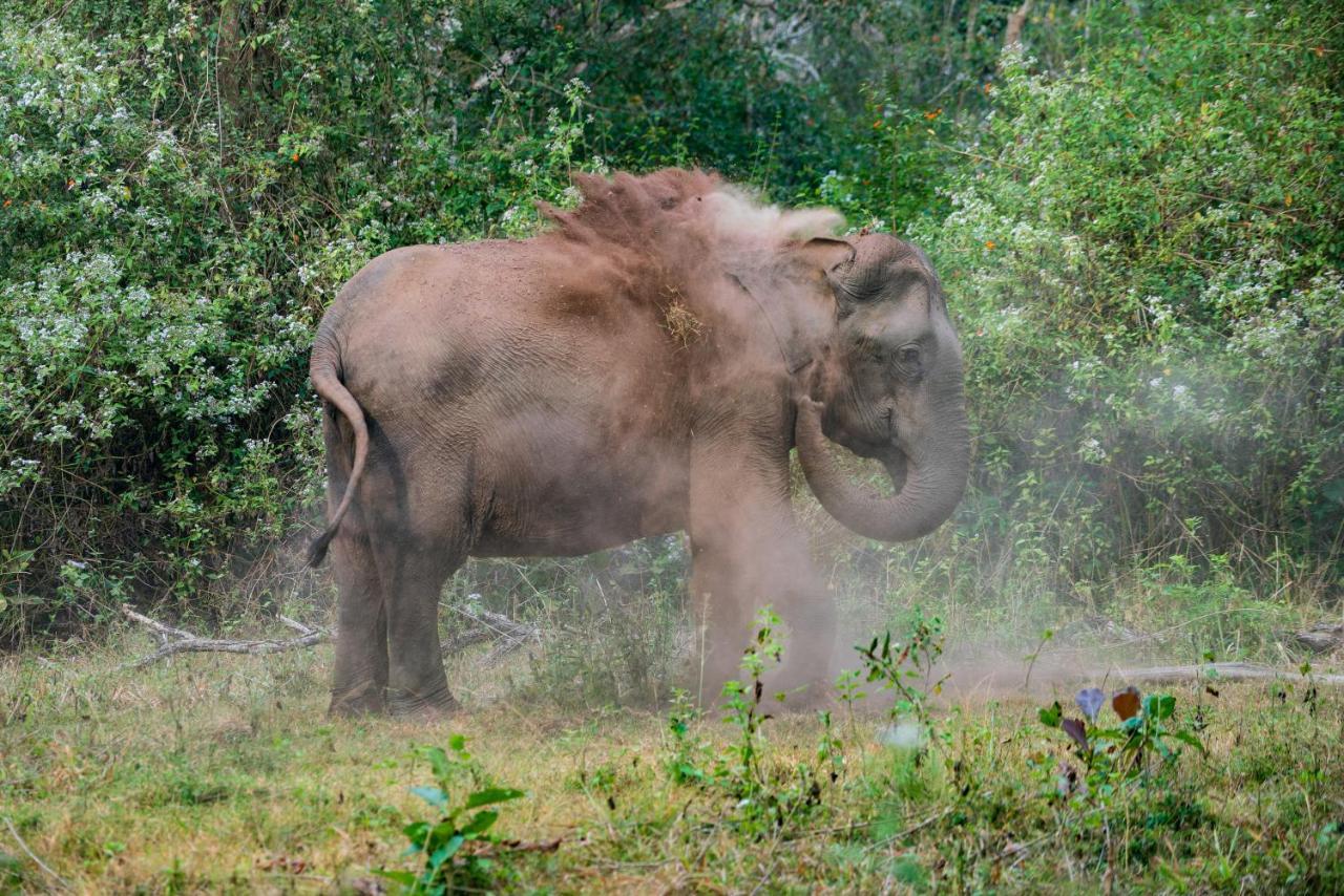 Kaav Safari Lodge, Kabini Begūr Buitenkant foto